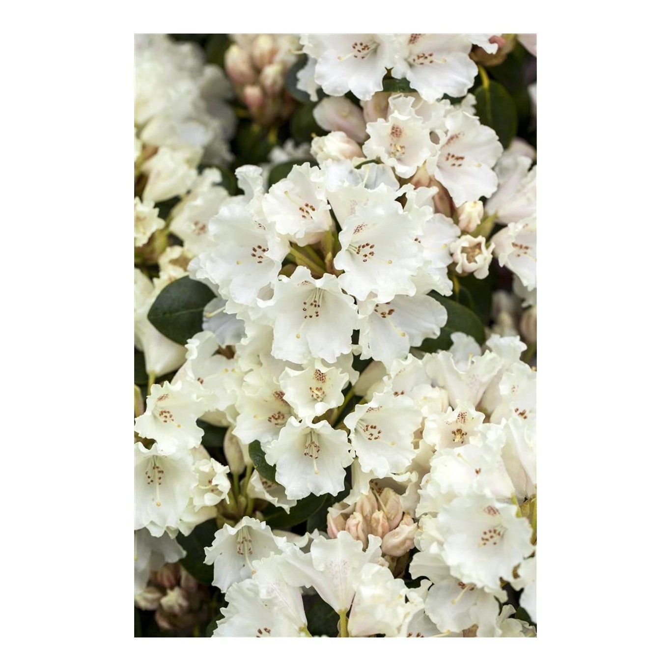 Rhododendron – Rhododendron (W); 'Gartend. Rieger' - C5 30-40 CM